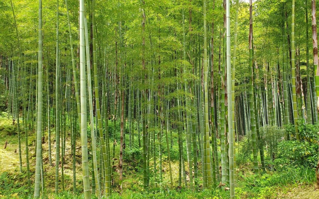 Eco-Friendly Computing: Exploring Recycled and Bamboo Computer Accessories